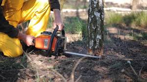 Best Tree Risk Assessment  in Rosharon, TX