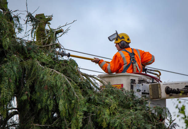 How Our Tree Care Process Works  in  Rosharon, TX